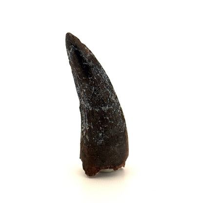 Suchomimus Dinosaur Tooth (2.10") - Spinosaurid Tooth Fossil - Early Cretaceous, Niger - FossilsAndMore