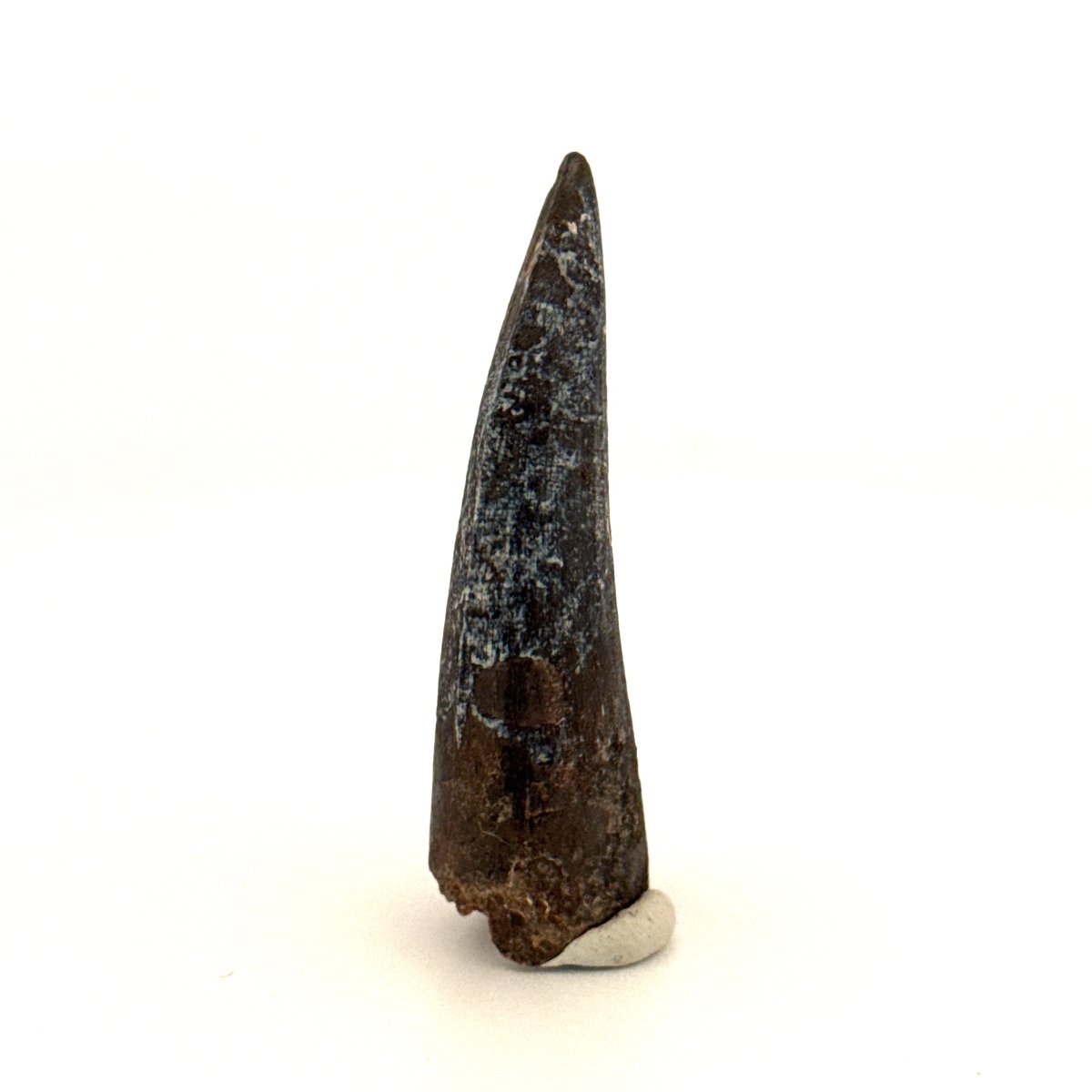Suchomimus Dinosaur Tooth (2.10") - Spinosaurid Tooth Fossil - Early Cretaceous, Niger - FossilsAndMore