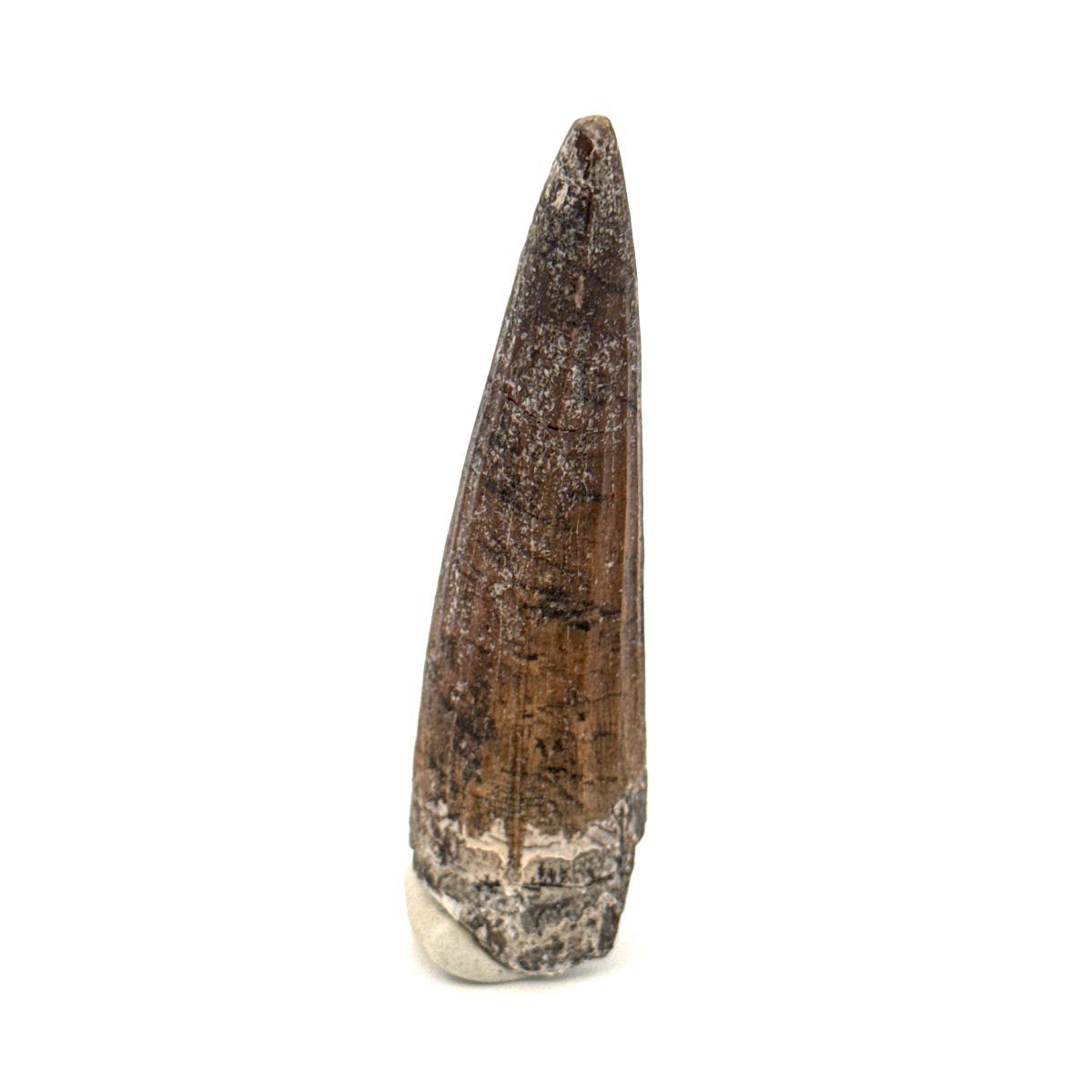 Suchomimus Dinosaur Tooth (2.19") - Spinosaurid Tooth Fossil - Early Cretaceous, Niger - FossilsAndMore