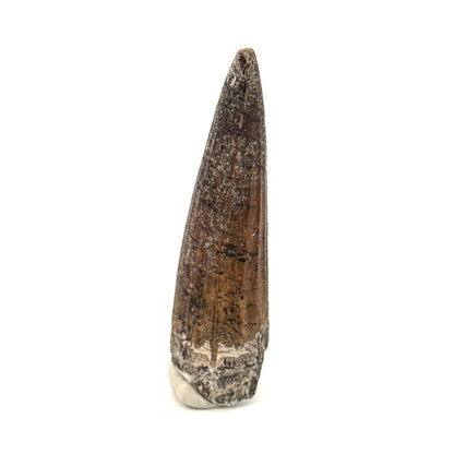 Suchomimus Dinosaur Tooth (2.19") - Spinosaurid Tooth Fossil - Early Cretaceous, Niger - FossilsAndMore