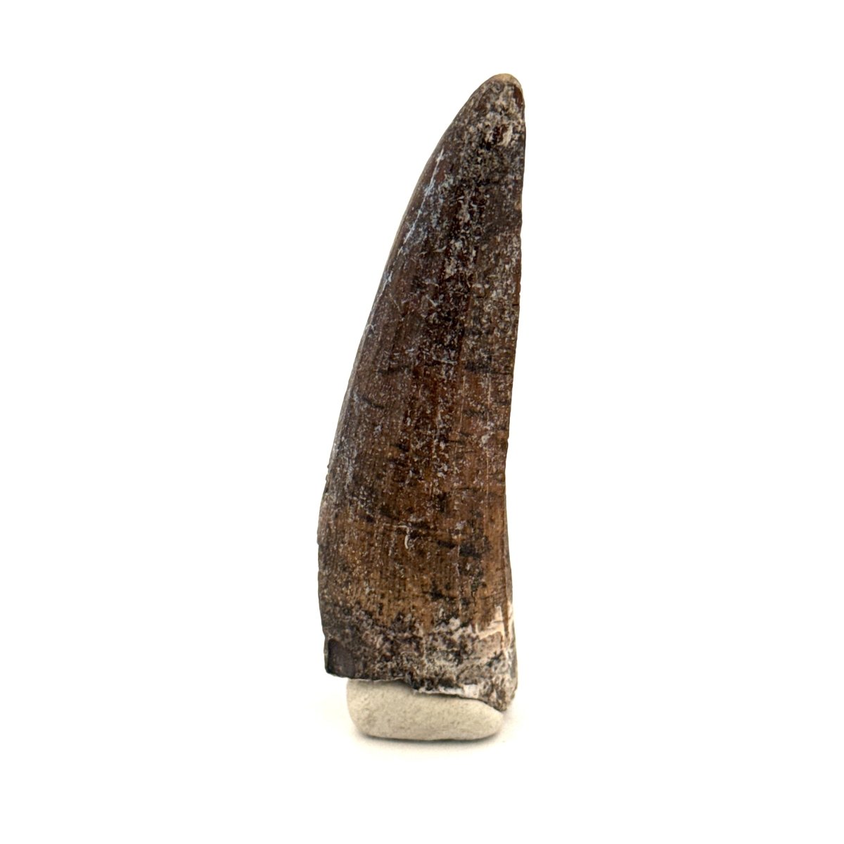 Suchomimus Dinosaur Tooth (2.19") - Spinosaurid Tooth Fossil - Early Cretaceous, Niger - FossilsAndMore