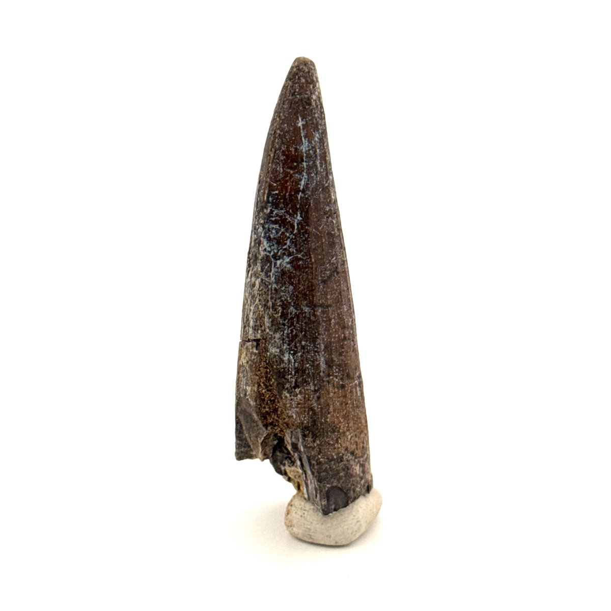 Suchomimus Dinosaur Tooth (2.19") - Spinosaurid Tooth Fossil - Early Cretaceous, Niger - FossilsAndMore