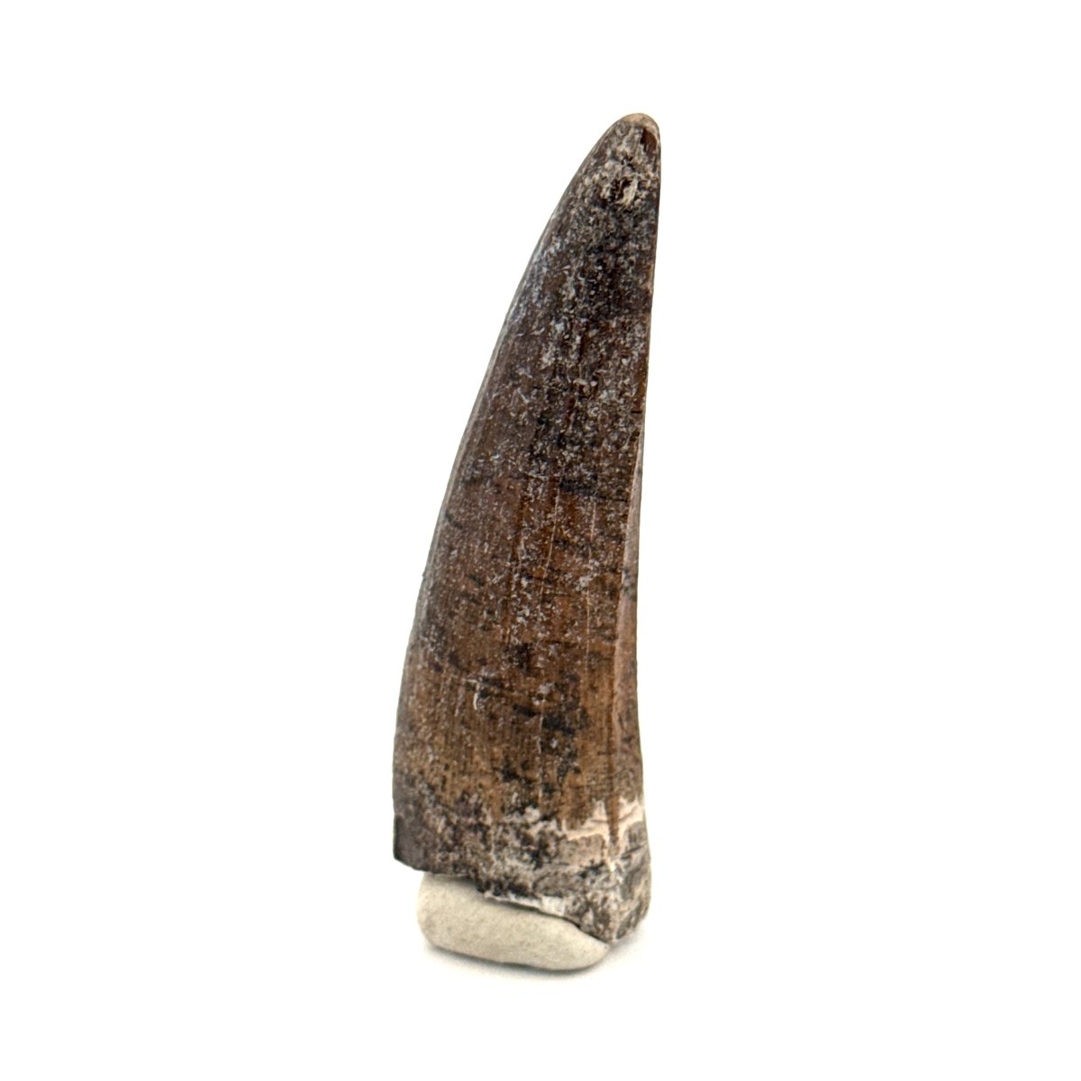Suchomimus Dinosaur Tooth (2.19") - Spinosaurid Tooth Fossil - Early Cretaceous, Niger - FossilsAndMore