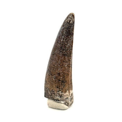 Suchomimus Dinosaur Tooth (2.19") - Spinosaurid Tooth Fossil - Early Cretaceous, Niger - FossilsAndMore