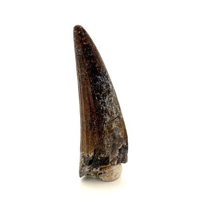 Suchomimus Dinosaur Tooth (2.19") - Spinosaurid Tooth Fossil - Early Cretaceous, Niger - FossilsAndMore