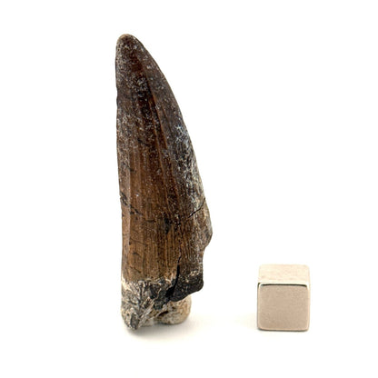 Suchomimus Dinosaur Tooth (2.19") - Spinosaurid Tooth Fossil - Early Cretaceous, Niger - FossilsAndMore