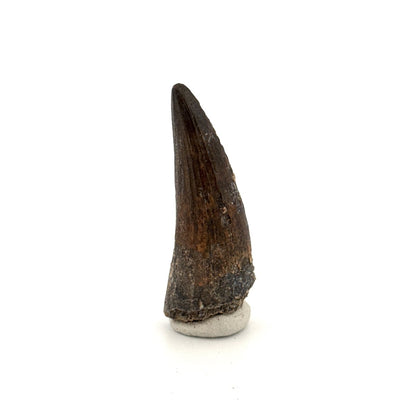Suchomimus tenerensis Dinosaur Tooth (1.88") - Cretaceous Spinosaurid from Niger - FossilsAndMore
