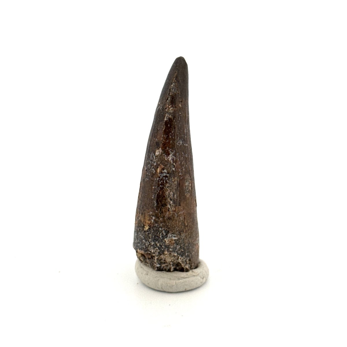 Suchomimus tenerensis Dinosaur Tooth (1.88") - Cretaceous Spinosaurid from Niger - FossilsAndMore