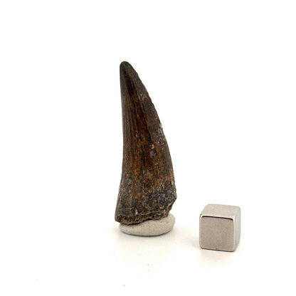 Suchomimus tenerensis Dinosaur Tooth (1.88") - Cretaceous Spinosaurid from Niger - FossilsAndMore