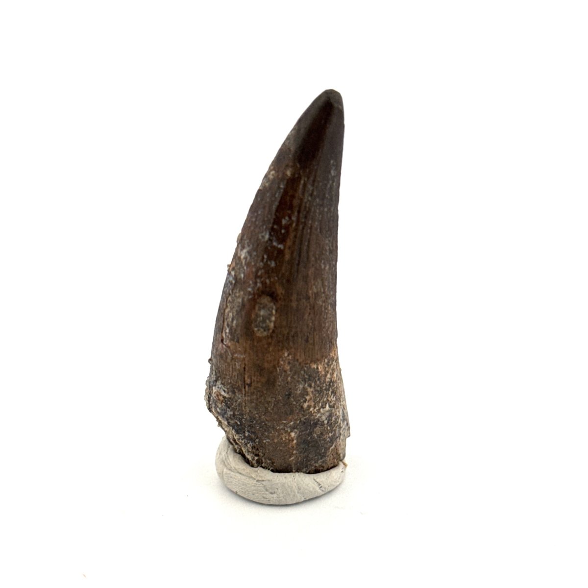 Suchomimus tenerensis Dinosaur Tooth (1.88") - Cretaceous Spinosaurid from Niger - FossilsAndMore