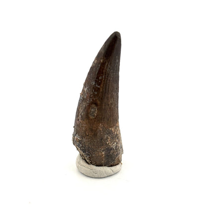Suchomimus tenerensis Dinosaur Tooth (1.88") - Cretaceous Spinosaurid from Niger - FossilsAndMore