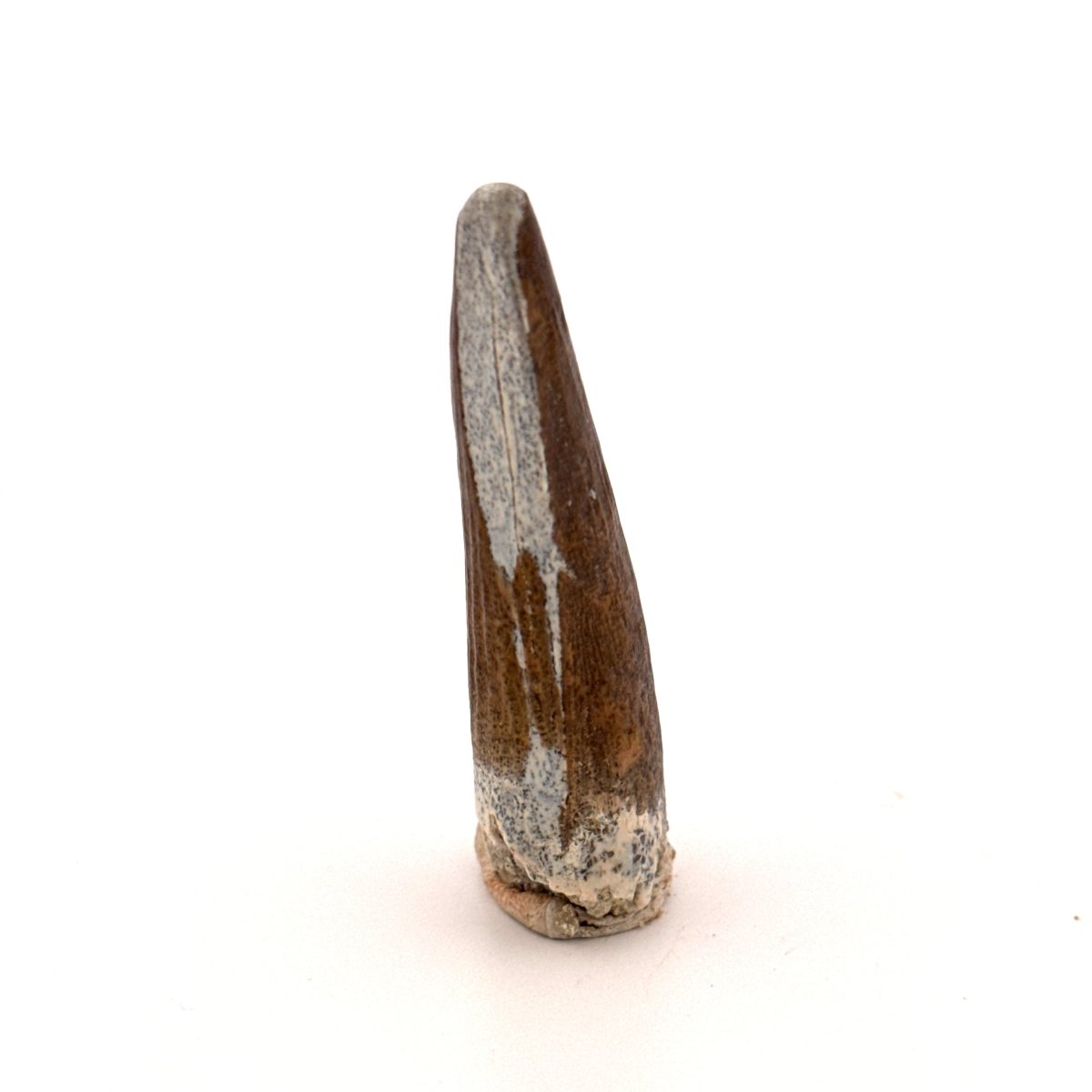 Suchomimus tenerensis Dinosaur Tooth (1.98") - Cretaceous Spinosaurid from Niger - FossilsAndMore