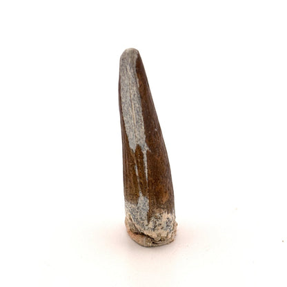 Suchomimus tenerensis Dinosaur Tooth (1.98") - Cretaceous Spinosaurid from Niger - FossilsAndMore