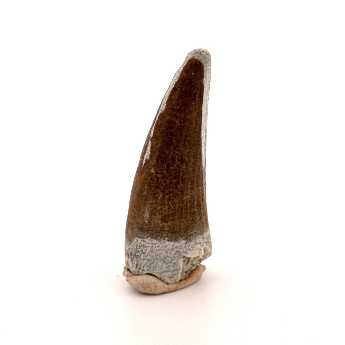 Suchomimus tenerensis Dinosaur Tooth (1.98") - Cretaceous Spinosaurid from Niger - FossilsAndMore