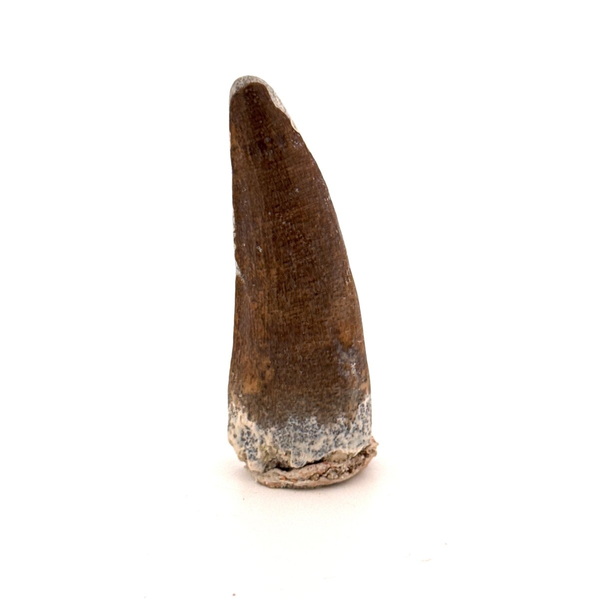 Suchomimus tenerensis Dinosaur Tooth (1.98") - Cretaceous Spinosaurid from Niger - FossilsAndMore