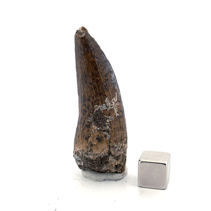 Suchomimus tenerensis Dinosaur Tooth (2.11") - Cretaceous Spinosaurid from Niger - FossilsAndMore
