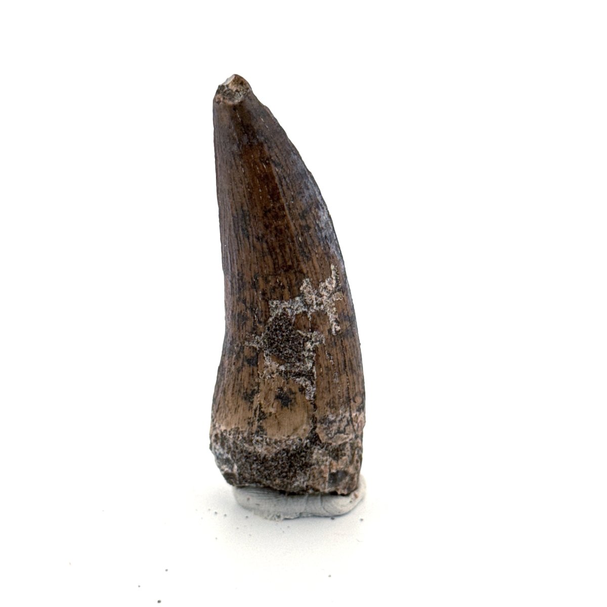 Suchomimus tenerensis Dinosaur Tooth (2.11") - Cretaceous Spinosaurid from Niger - FossilsAndMore