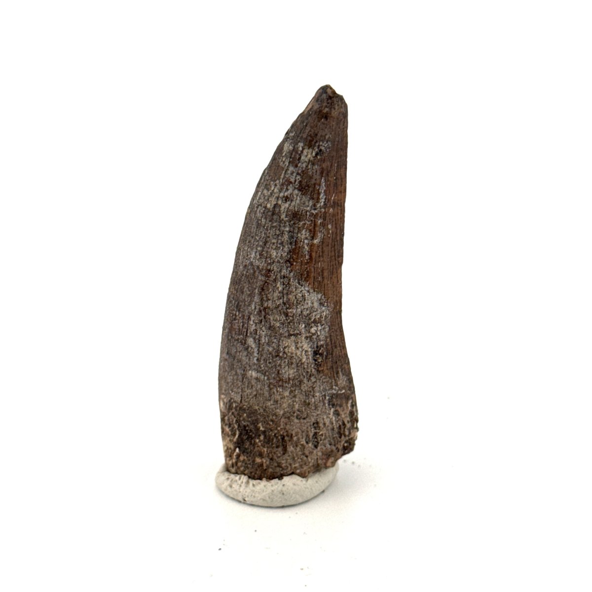 Suchomimus tenerensis Dinosaur Tooth (2.11") - Cretaceous Spinosaurid from Niger - FossilsAndMore