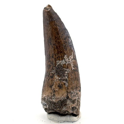 Suchomimus tenerensis Dinosaur Tooth (2.11") - Cretaceous Spinosaurid from Niger - FossilsAndMore