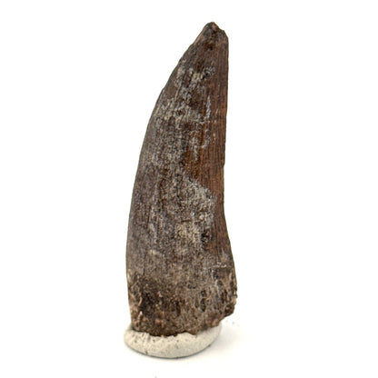 Suchomimus tenerensis Dinosaur Tooth (2.11") - Cretaceous Spinosaurid from Niger - FossilsAndMore