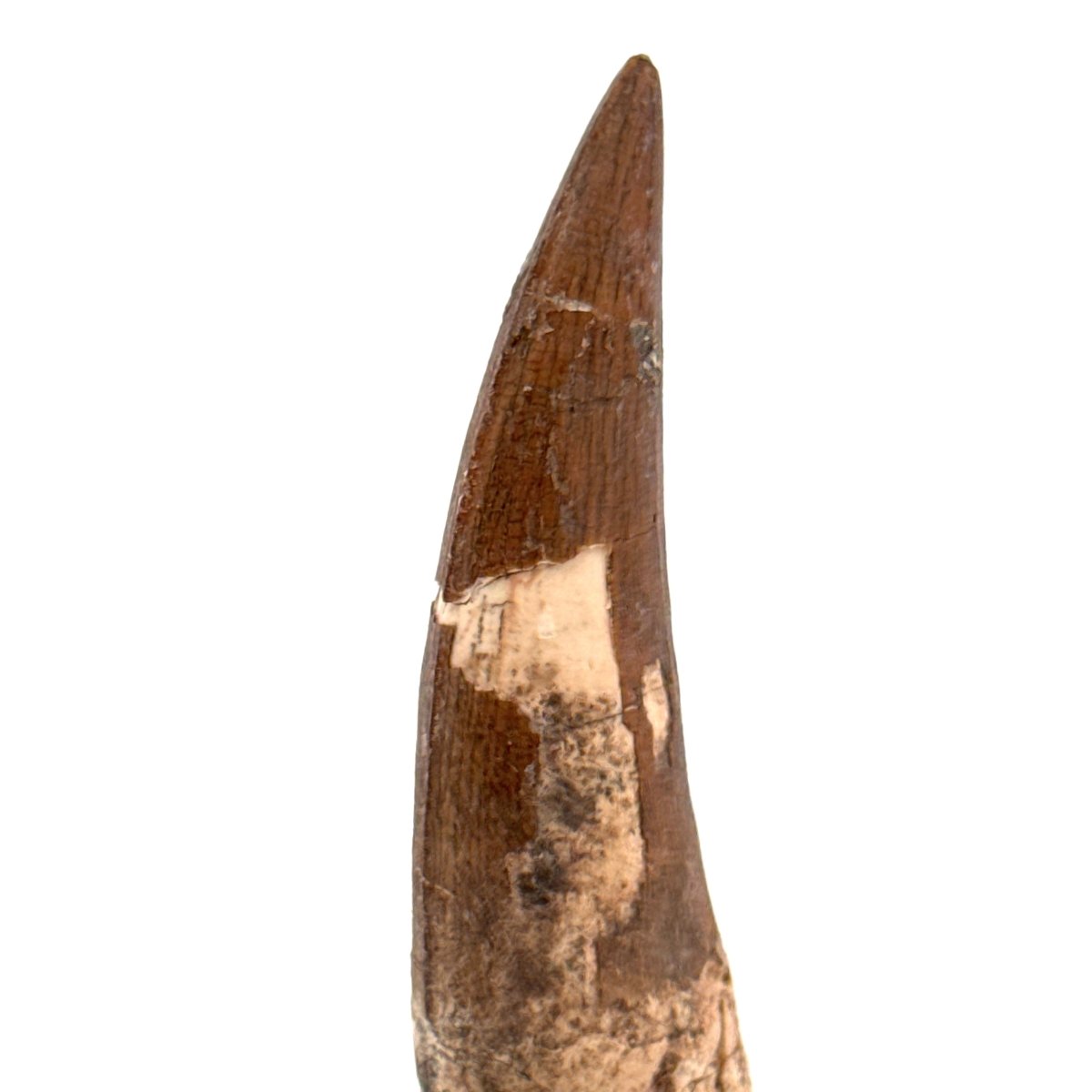 Suchomimus tenerensis Dinosaur Tooth (2.26") - Cretaceous Spinosaurid from Niger - FossilsAndMore