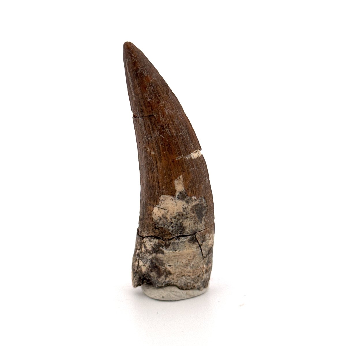 Suchomimus tenerensis Dinosaur Tooth (2.26") - Cretaceous Spinosaurid from Niger - FossilsAndMore