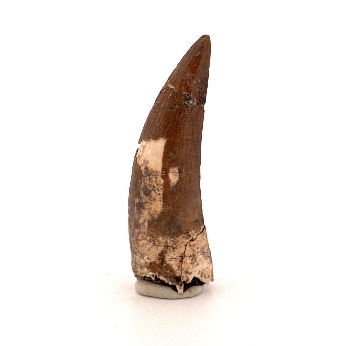 Suchomimus tenerensis Dinosaur Tooth (2.26") - Cretaceous Spinosaurid from Niger - FossilsAndMore