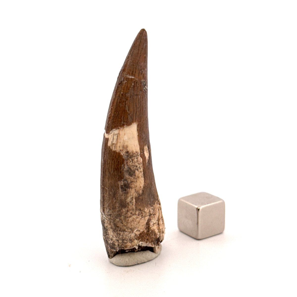 Suchomimus tenerensis Dinosaur Tooth (2.26") - Cretaceous Spinosaurid from Niger - FossilsAndMore