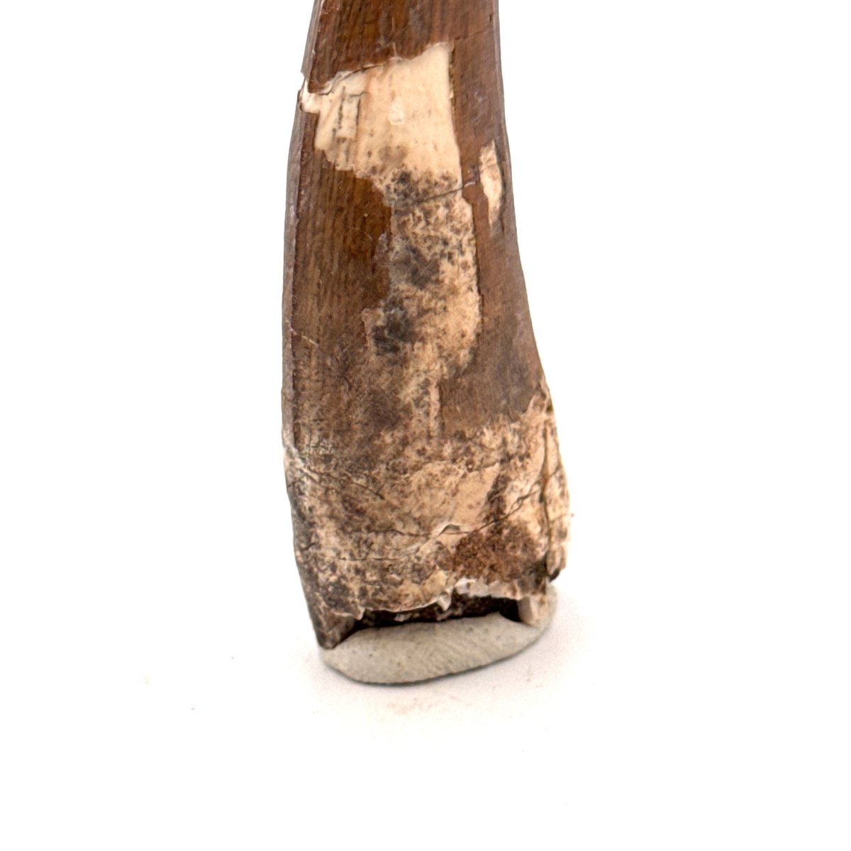 Suchomimus tenerensis Dinosaur Tooth (2.26") - Cretaceous Spinosaurid from Niger - FossilsAndMore