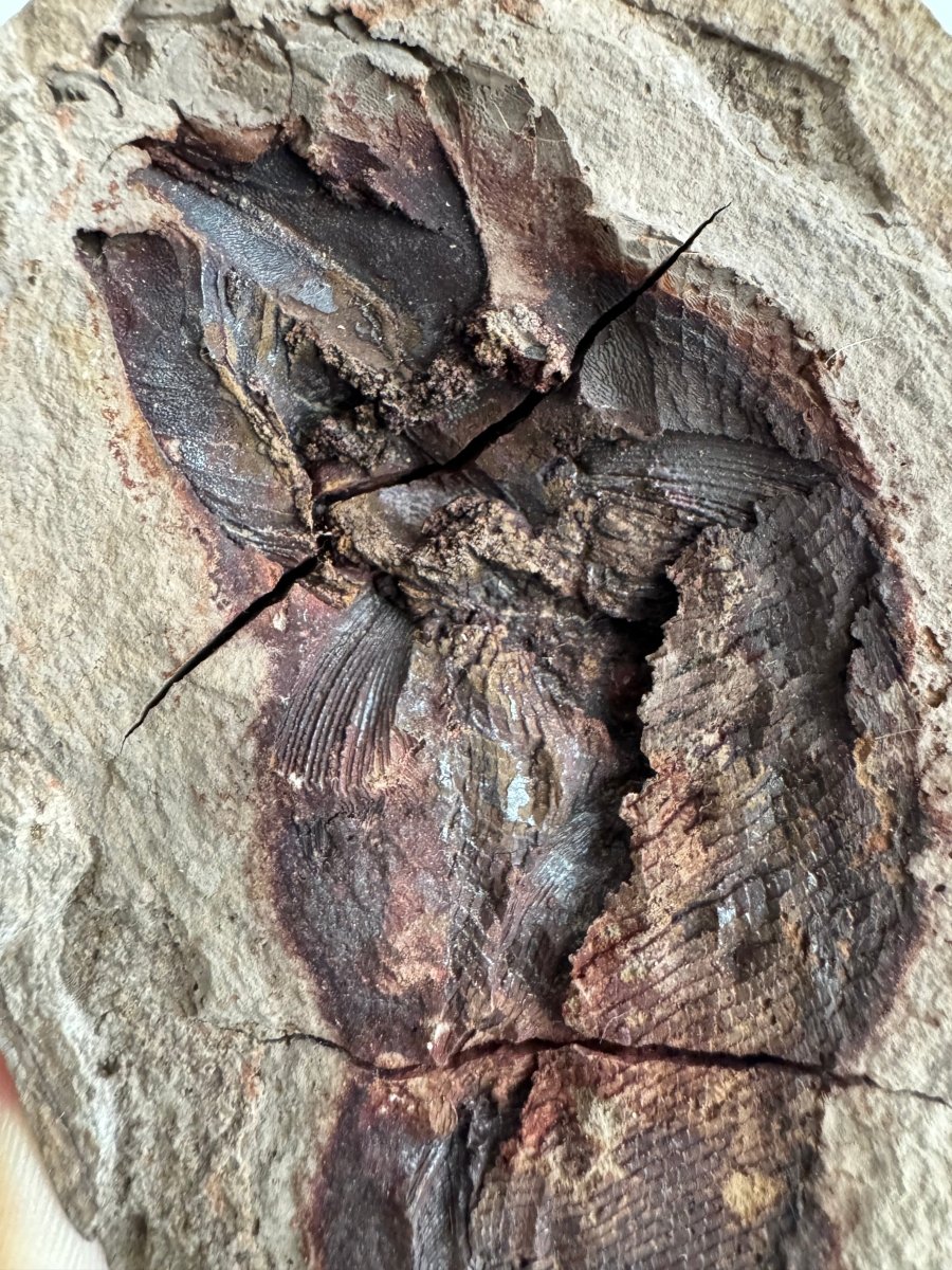 detail of a fossil fish with natural cracks