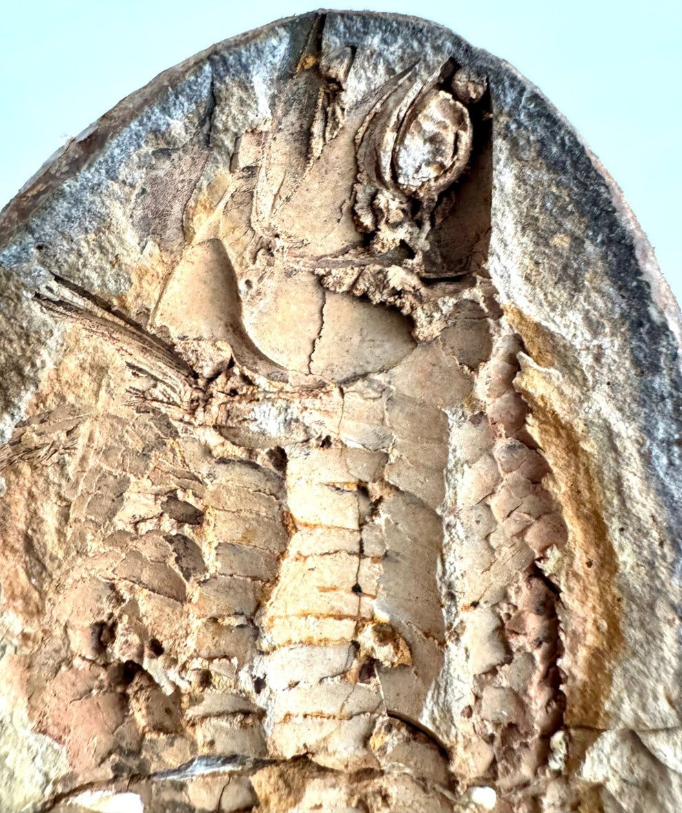 Triassic Fossil Fish In Nodule from Madagascar, Positive & negative (4. ...