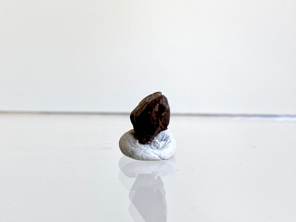 Triceratops Fossil Spitter Tooth Fragment (0.42") - Cretaceous, Hell Creek Formation (USA) - FossilsAndMore