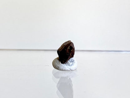 Triceratops Fossil Spitter Tooth Fragment (0.42") - Cretaceous, Hell Creek Formation (USA) - FossilsAndMore