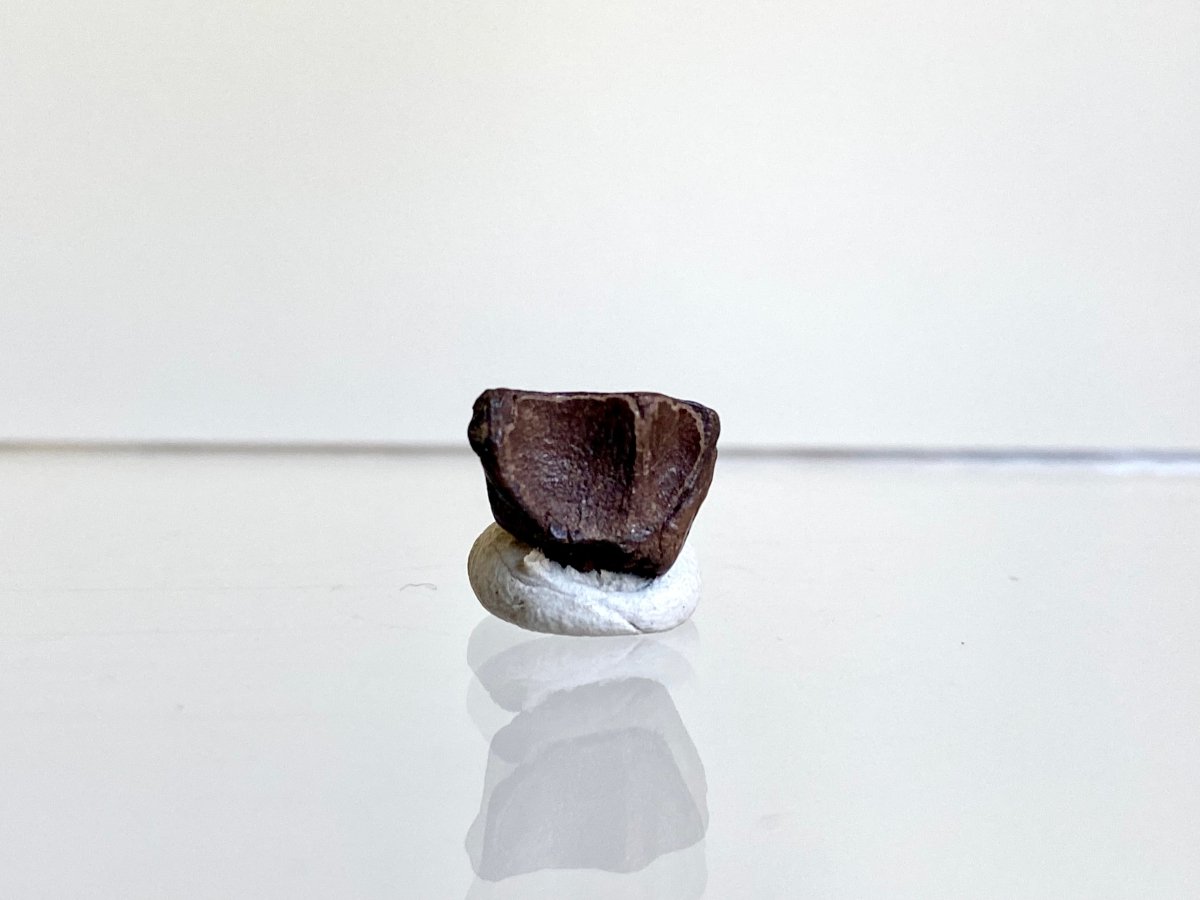 Triceratops Fossil Spitter Tooth Fragment (0.42") - Cretaceous, Hell Creek Formation (USA) - FossilsAndMore