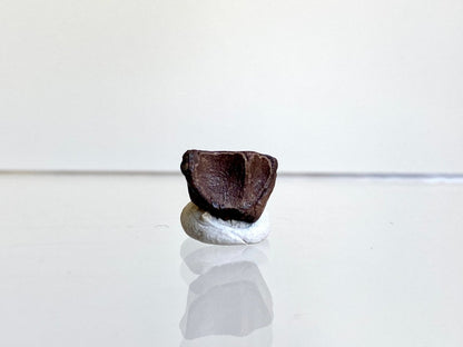 Triceratops Fossil Spitter Tooth Fragment (0.42") - Cretaceous, Hell Creek Formation (USA) - FossilsAndMore