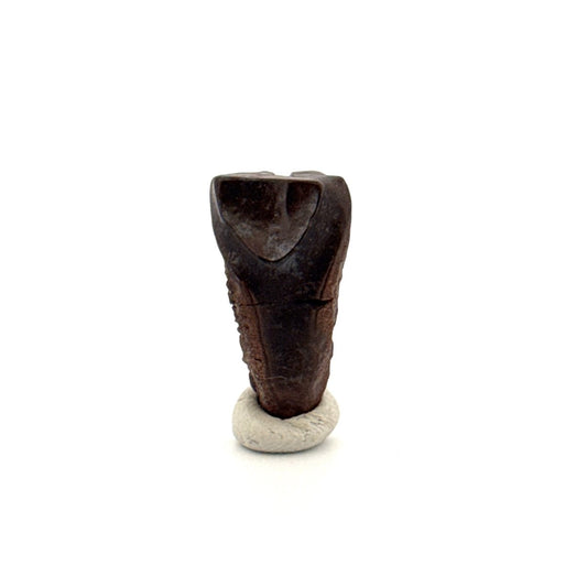 Triceratops Fossil Spitter Tooth Fragment (0.89") - Cretaceous, Hell Creek Formation (USA) - FossilsAndMore