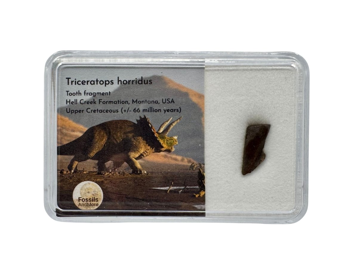 Triceratops Fossil Spitter Tooth Fragment from Hell Creek Formation in Gift Box - FossilsAndMore