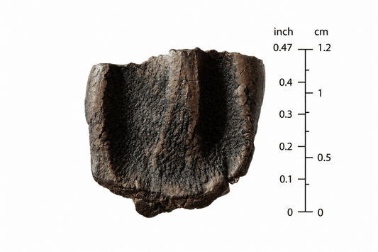Triceratops Fossil Tooth Fragment | 0.47" - FossilsAndMore