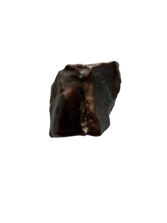 Triceratops Fossil Tooth Fragment | 0.59" - FossilsAndMore