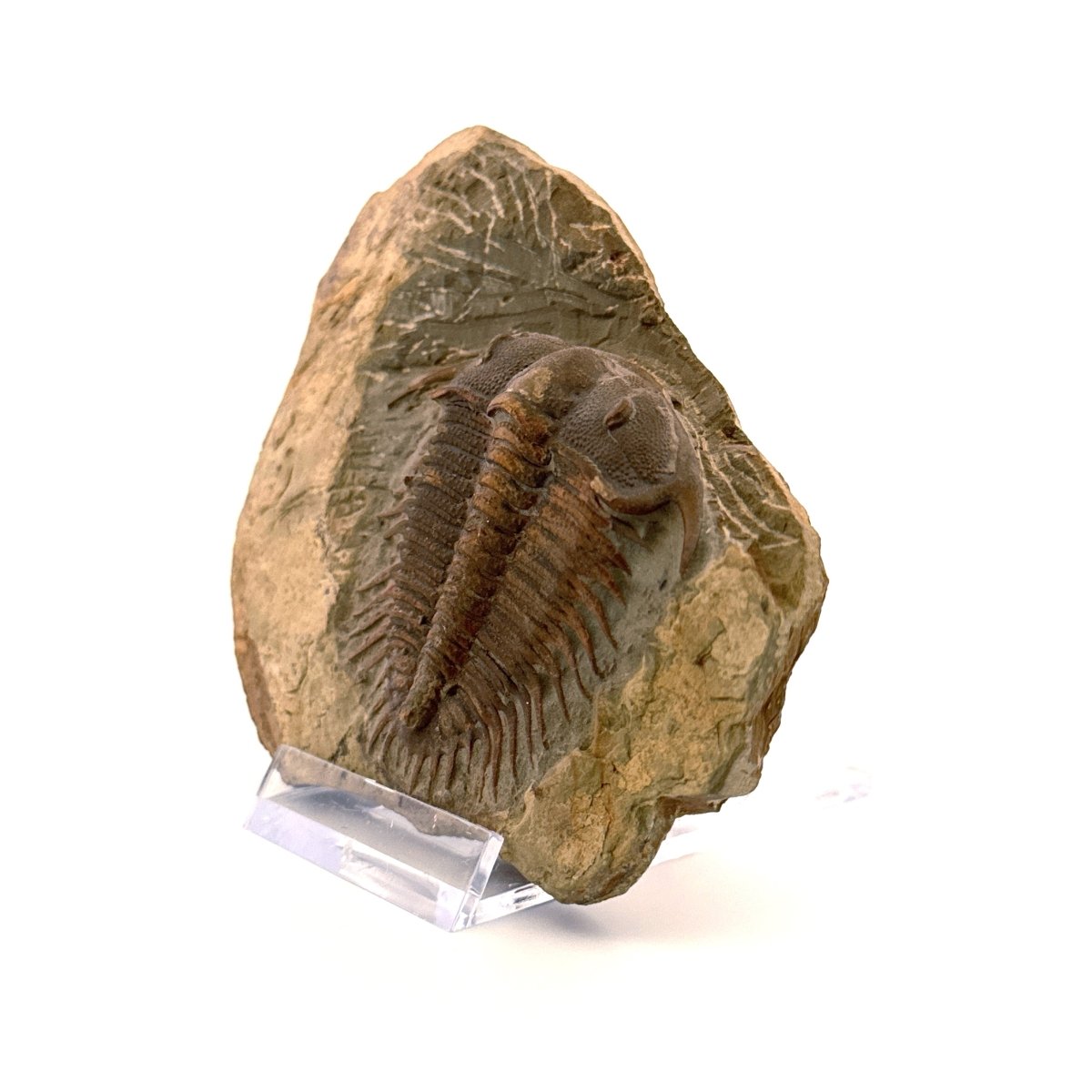 Trilobite fossil, Damesella Paronai (2.05"), Cambrian period, China - FossilsAndMore
