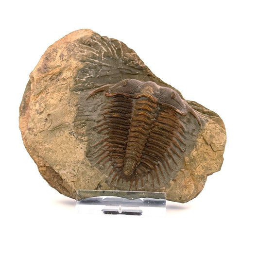 Trilobite fossil, Damesella Paronai (2.05"), Cambrian period, China - FossilsAndMore