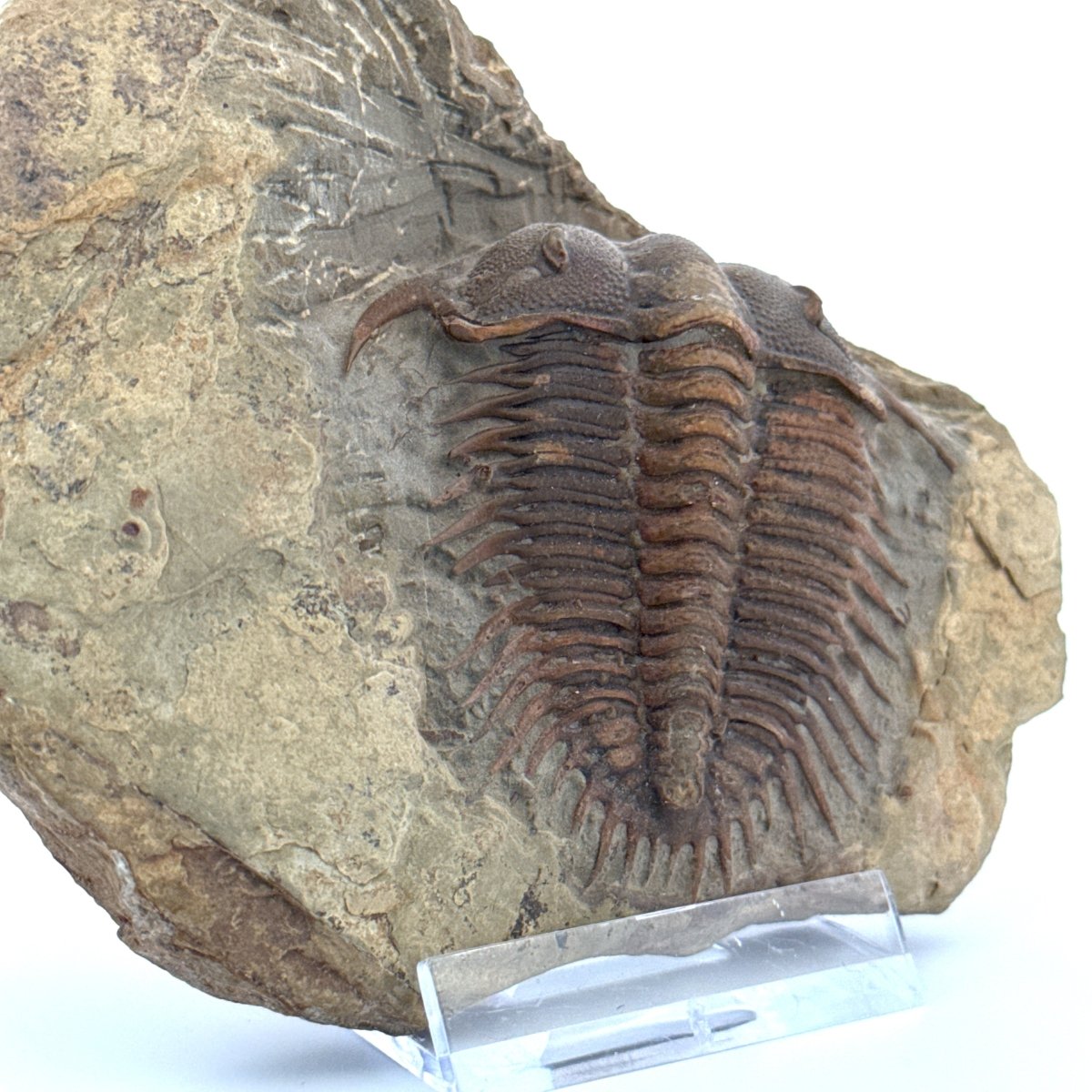 Trilobite fossil, Damesella Paronai (2.05"), Cambrian period, China - FossilsAndMore