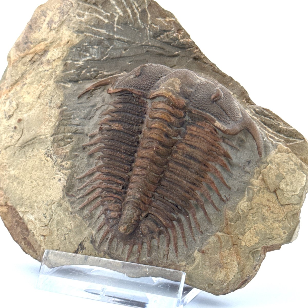 Trilobite fossil, Damesella Paronai (2.05"), Cambrian period, China - FossilsAndMore