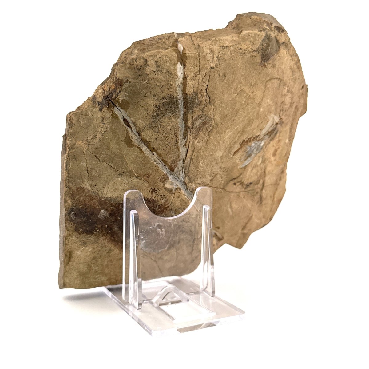 Trilobite fossil, Damesella Paronai (3.50"), Cambrian period, China - FossilsAndMore