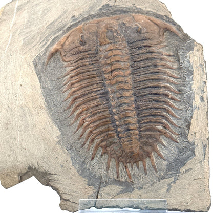 Trilobite fossil, Damesella Paronai (3.50"), Cambrian period, China - FossilsAndMore