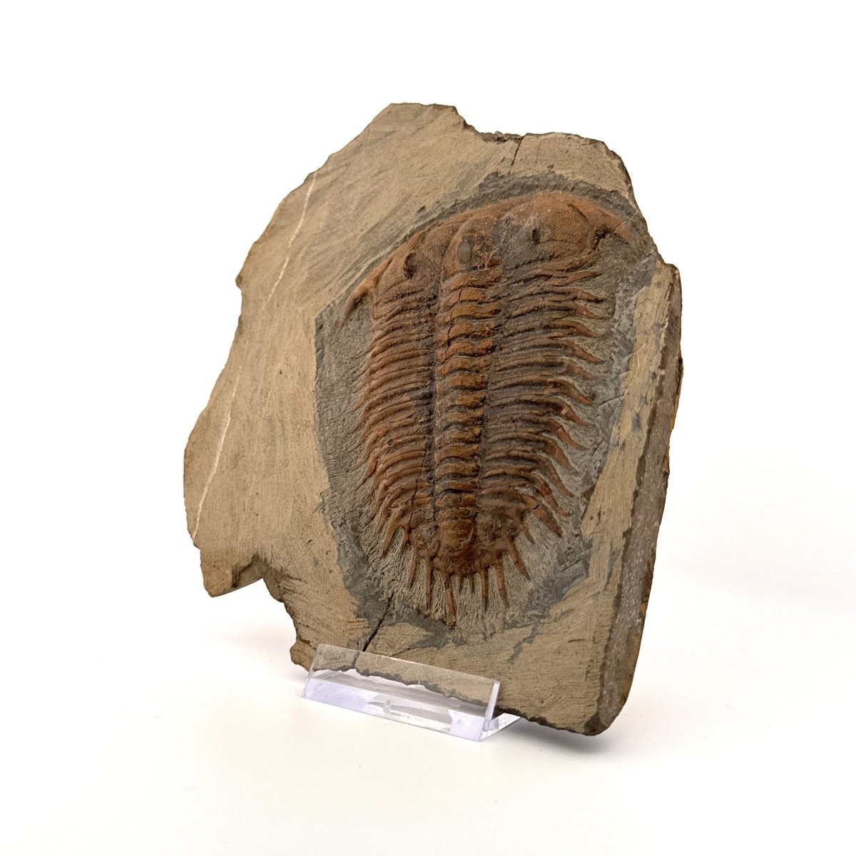 Trilobite fossil, Damesella Paronai (3.50"), Cambrian period, China - FossilsAndMore
