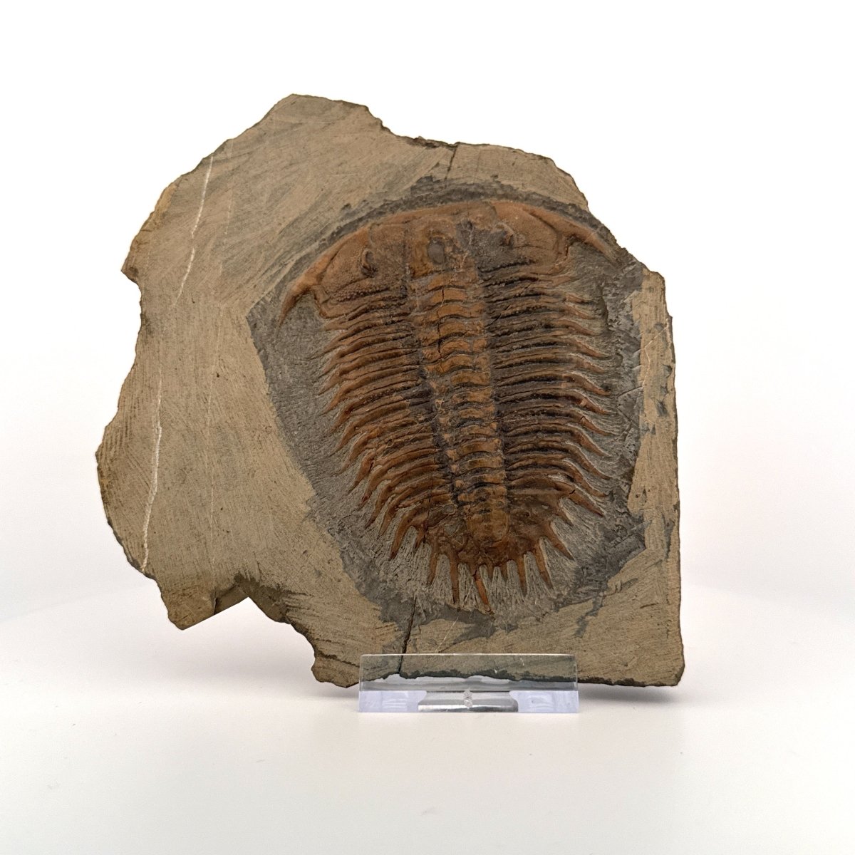 Trilobite fossil, Damesella Paronai (3.50"), Cambrian period, China - FossilsAndMore
