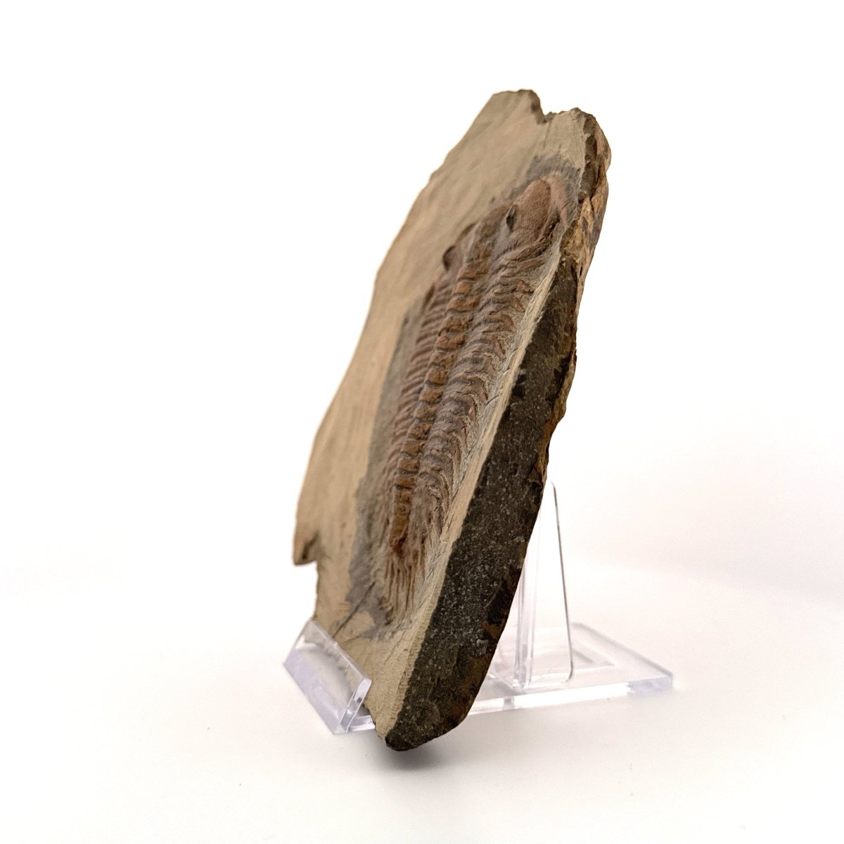 Trilobite fossil, Damesella Paronai (3.50"), Cambrian period, China - FossilsAndMore