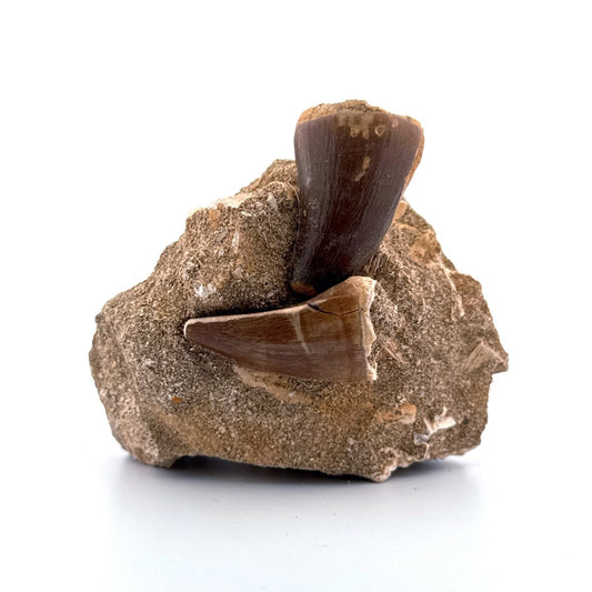 Two Mosasaur Teeth on Matrix – Morocco, Late Cretaceous (01) - FossilsAndMore