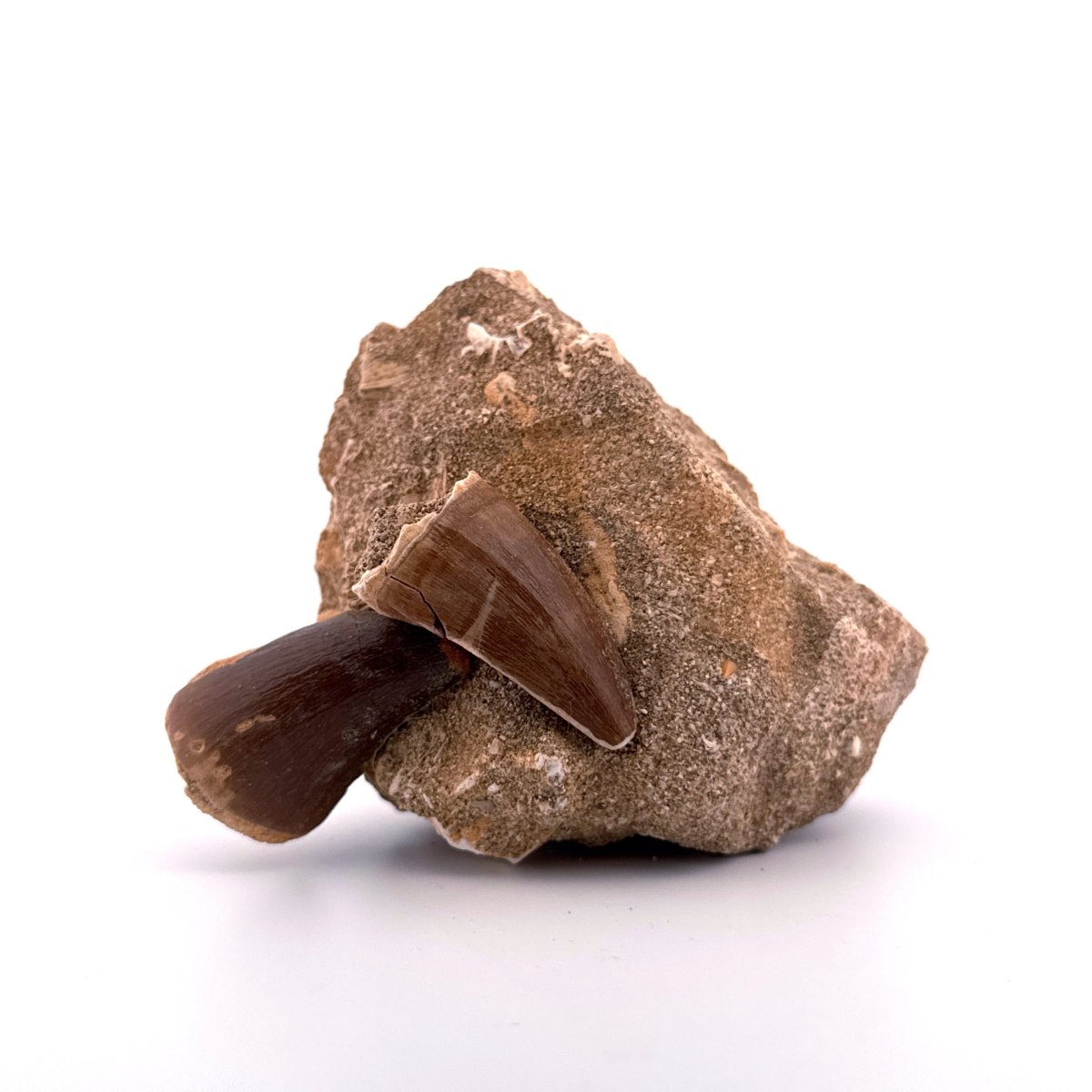 Two Mosasaur Teeth on Matrix – Morocco, Late Cretaceous (01) - FossilsAndMore